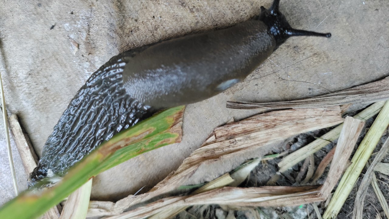 Slugs — Image Credit: Rubbish computer - CC BY-SA 4.0/Wiki Commons