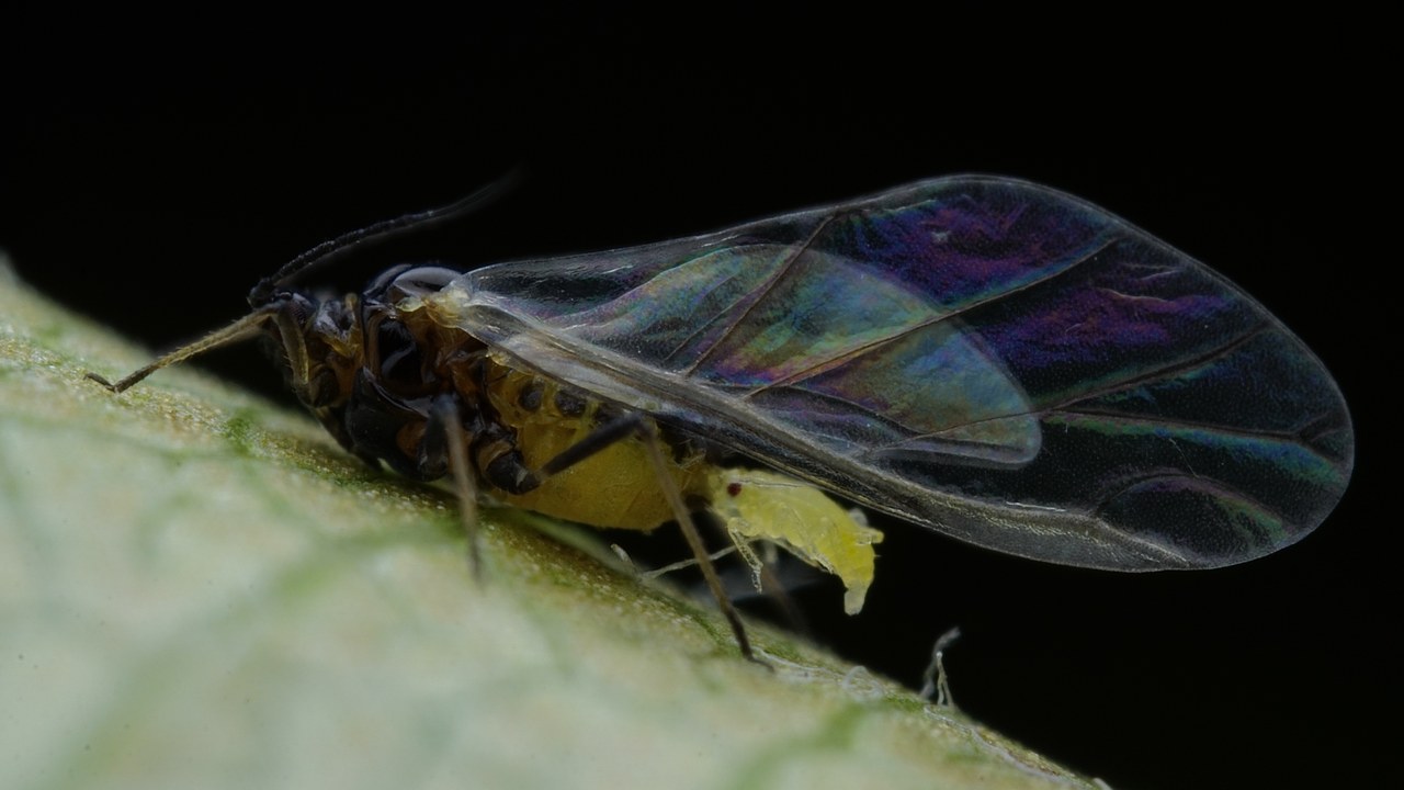 Aphids — Image Credit: Springtail lover - CC BY-SA 4.0/Wiki Commons