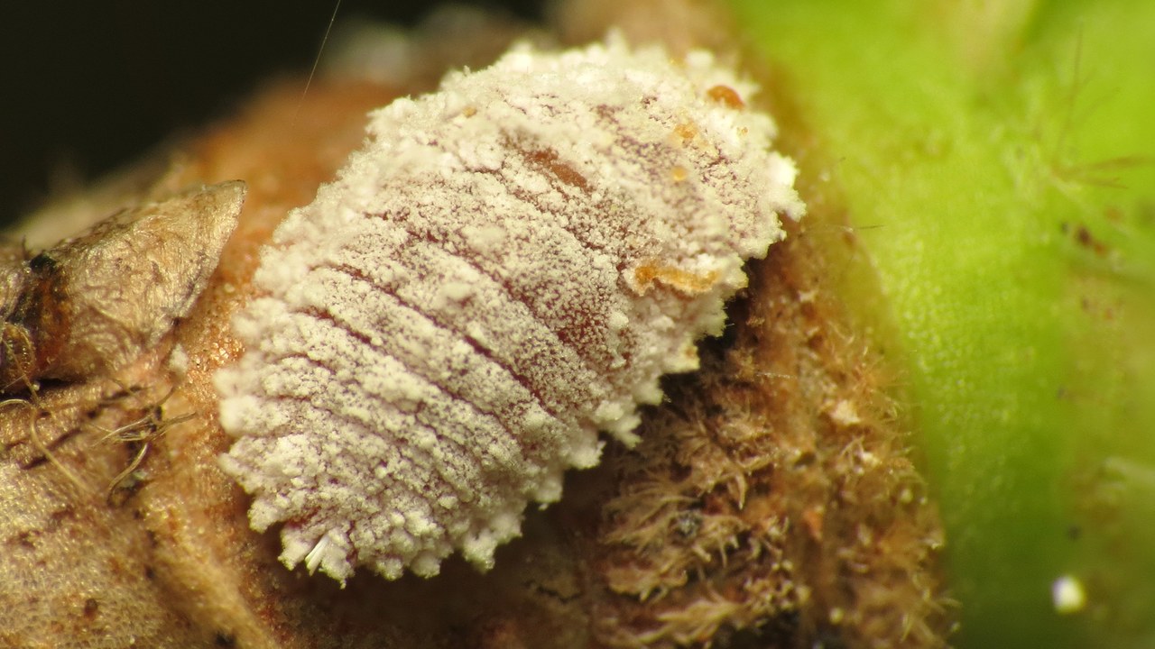 Mealybugs — Image Credit: Katja Schulz from Washington, D. C., USA - CC BY 2.0/Wiki Commons