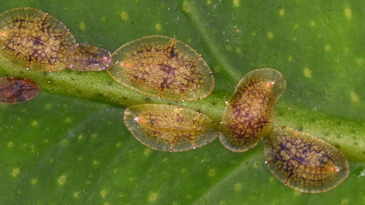 Scale insects — Image Credit: Amada44 - CC BY-SA 3.0/Wiki Commons