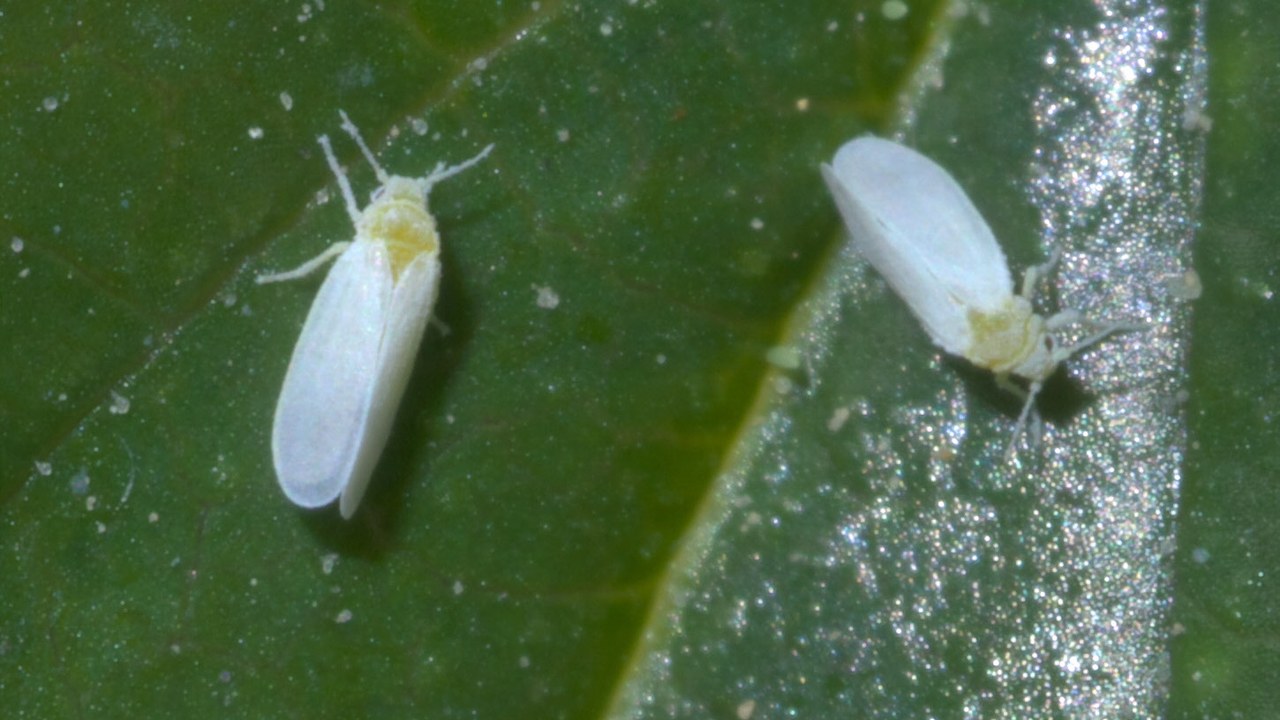 Whiteflies — Image Credit: xpda - CC BY-SA 4.0/Wiki Commons