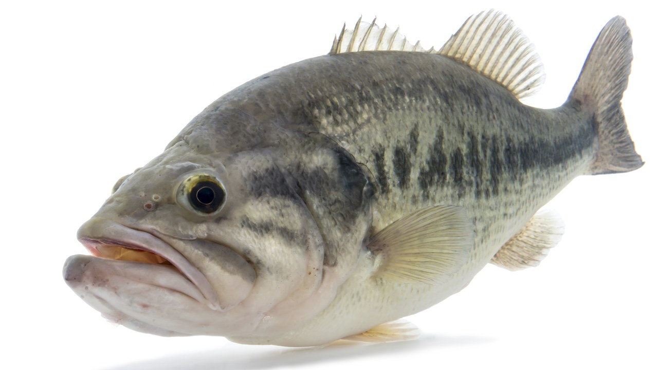 Largemouth bass — Image Credit: USFWS Mountain Prairie - Public domain/Wiki Commons