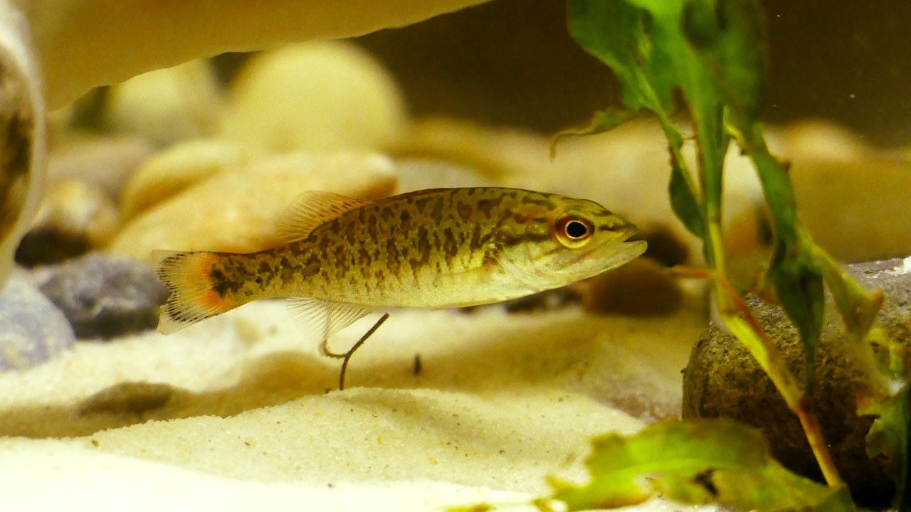 Smallmouth bass — Image Credit: JasperWV - CC BY-SA 4.0/Wiki Commons