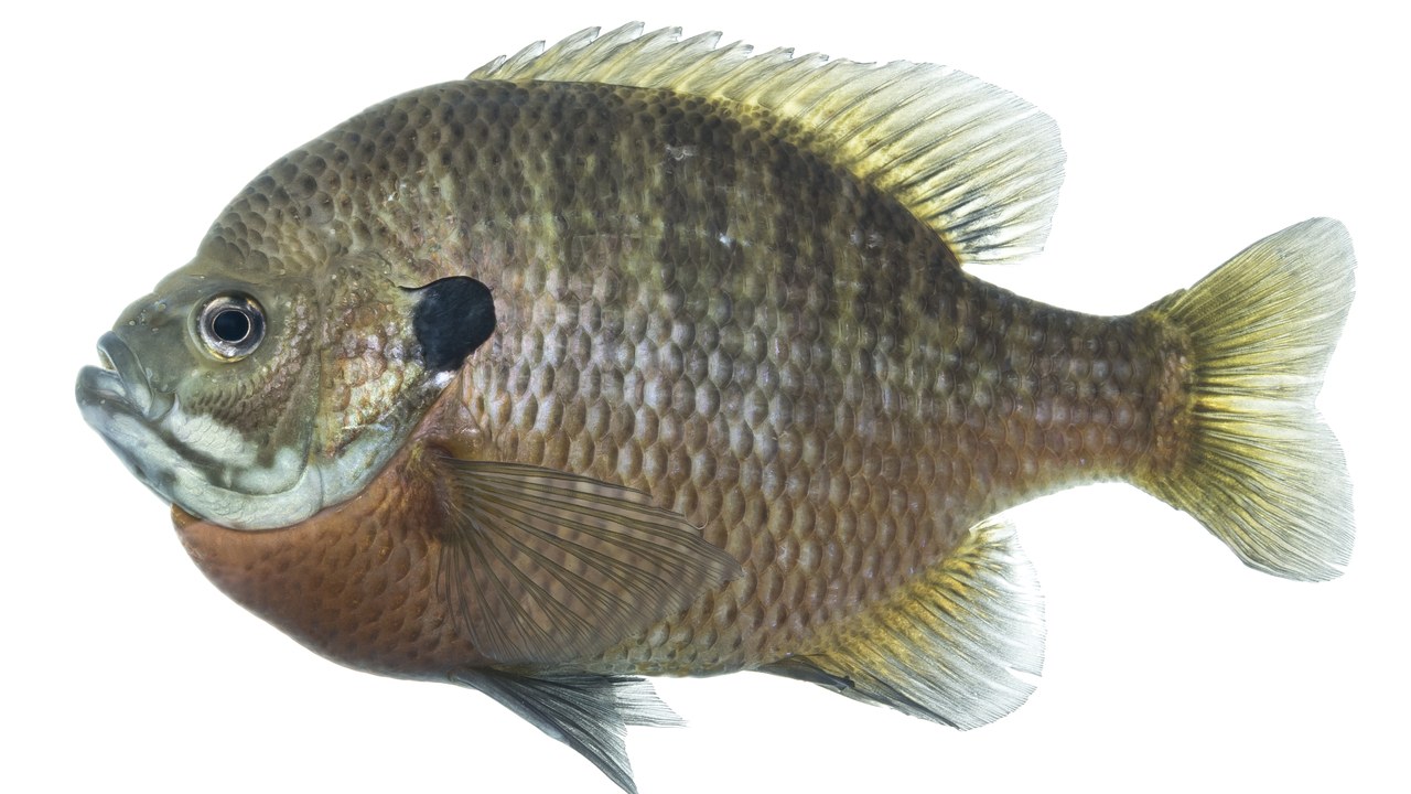 Bluegill — Image Credit: USFWS Mountain Prairie - Public domain/Wiki Commons