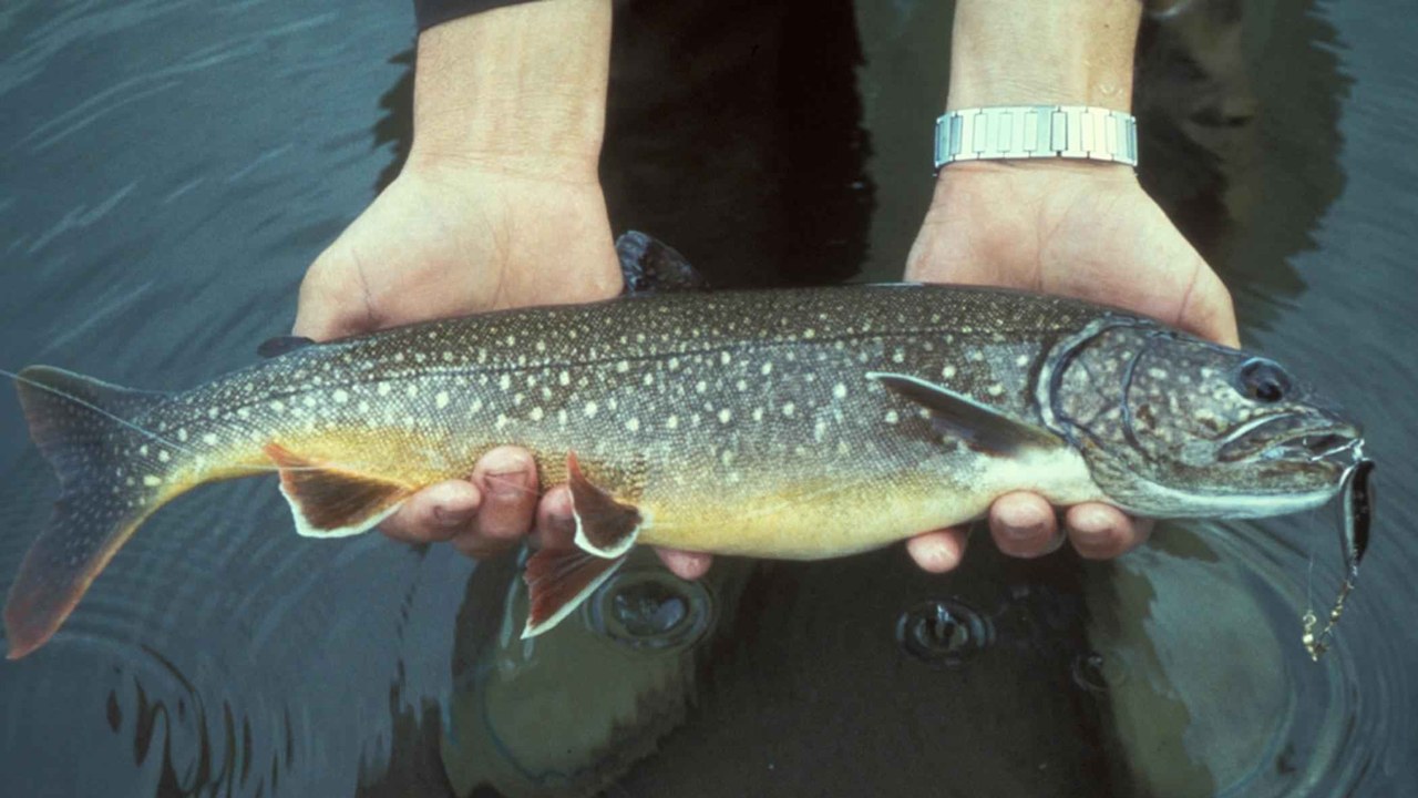 Lake trout — Image Credit: U.S. Fish and Wildlife Service - Public domain/Wiki Commons