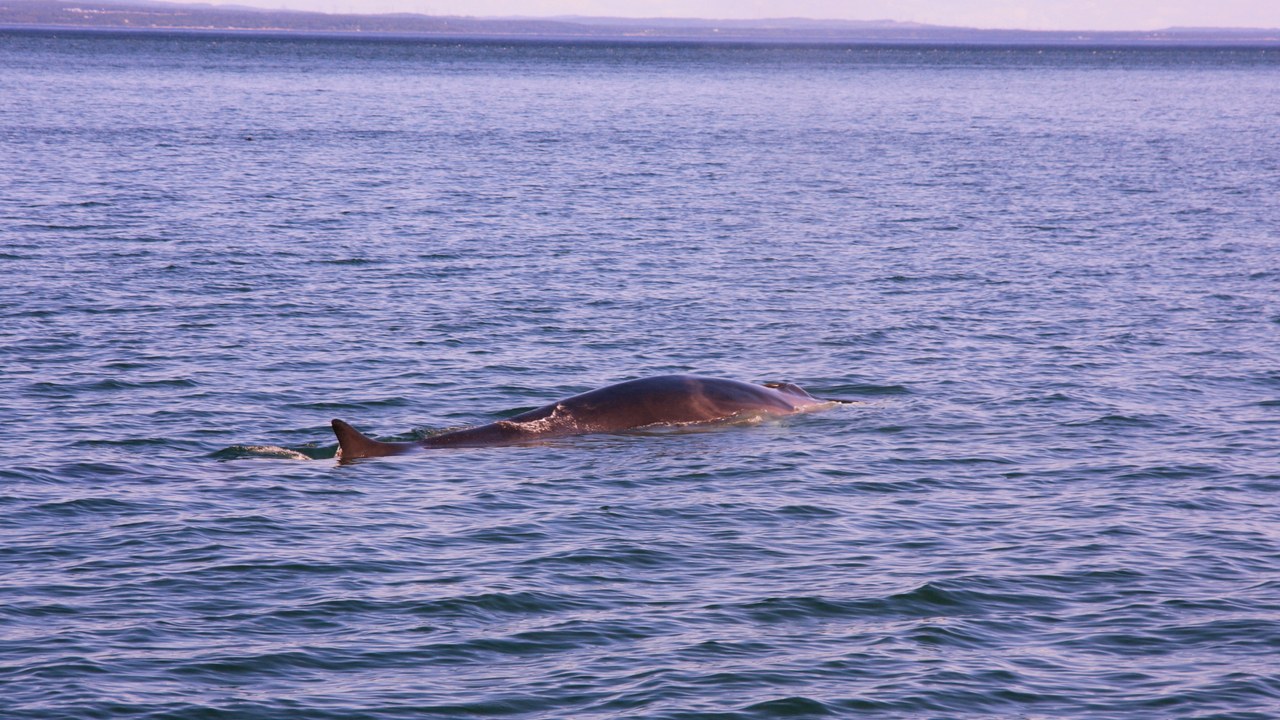 Fin whale — Image Credit: glynniqua - CC BY-SA 2.0/Wiki Commons