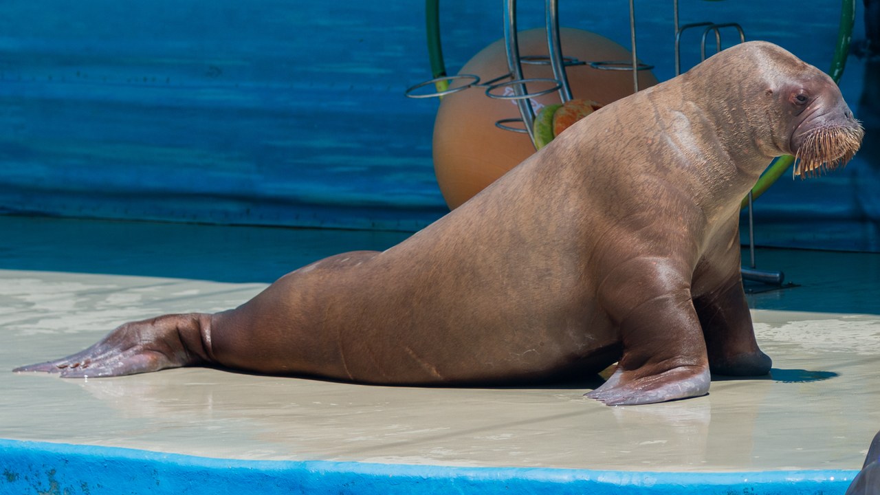 Walrus — Image Credit: Роман Дергунов - CC BY-SA 4.0/Wiki Commons