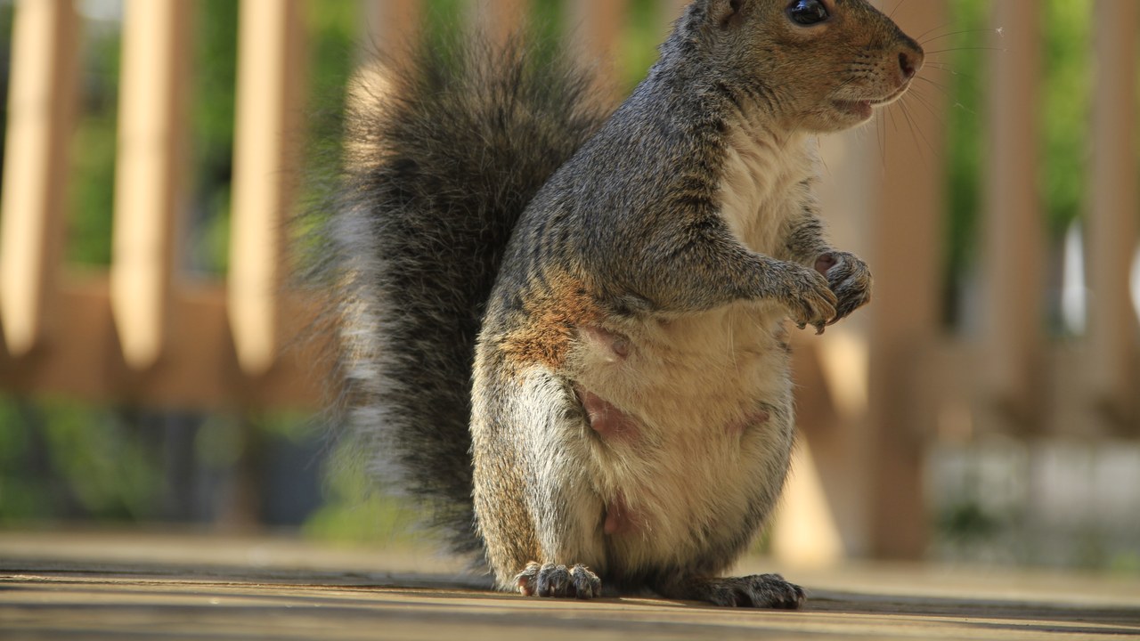 Eastern gray squirrel — Image Credit: ru:User:Oleg Yunakov - CC BY-SA 3.0/Wiki Commons