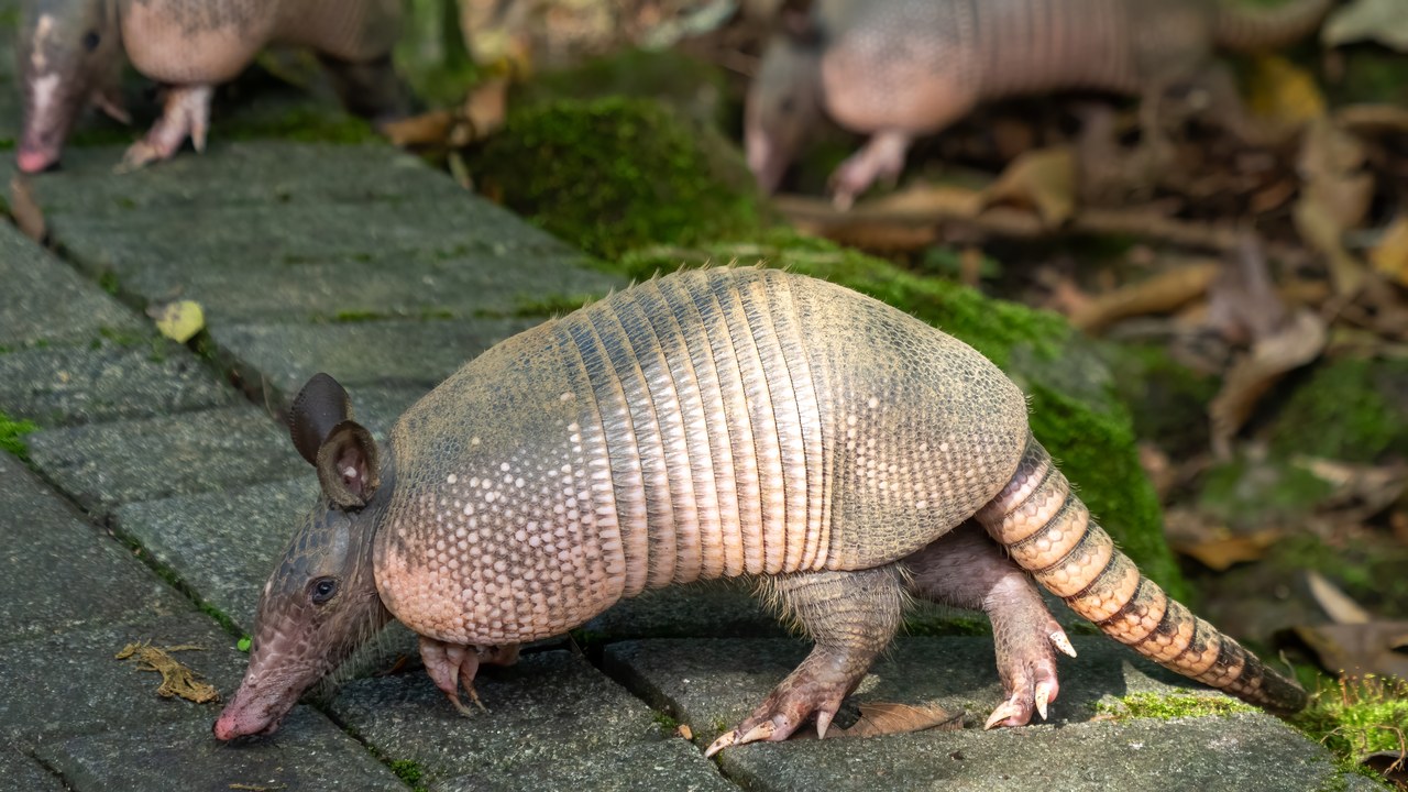 Nine-banded armadillo — Image Credit: Rhododendrites - CC BY-SA 4.0/Wiki Commons