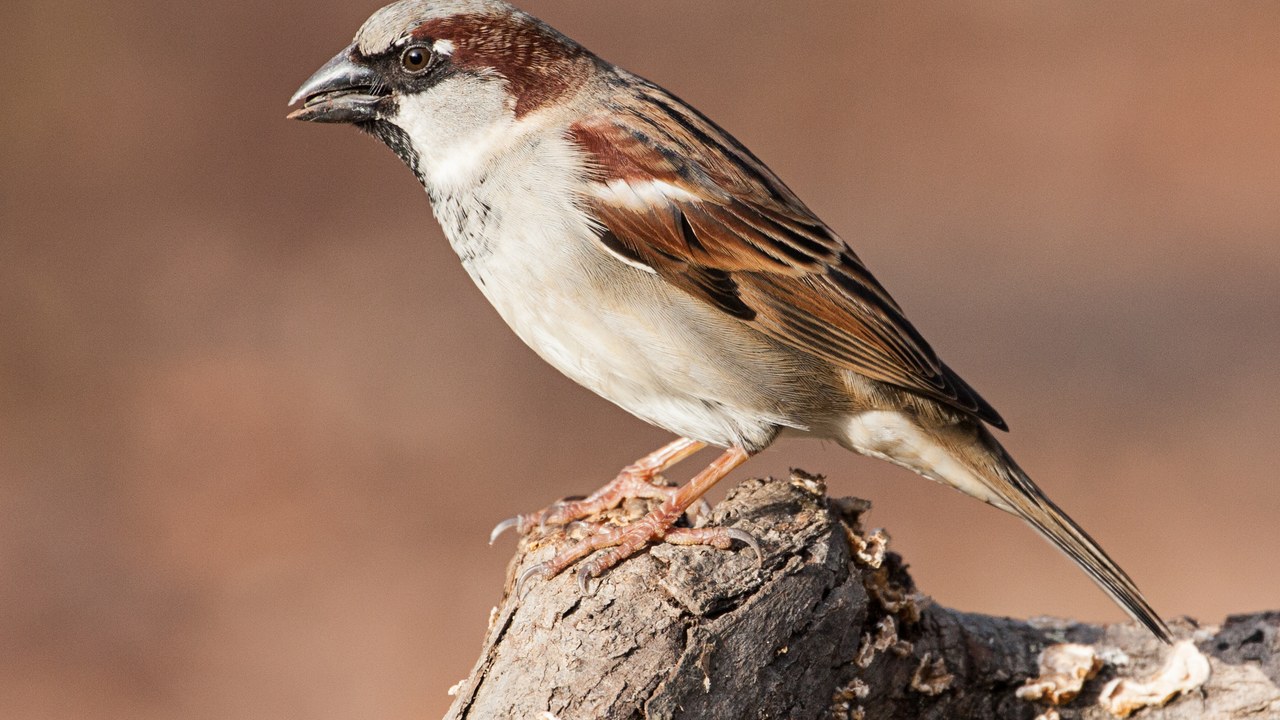 House sparrow — Image Credit: USFWS Headquarters - Public domain/Wiki Commons