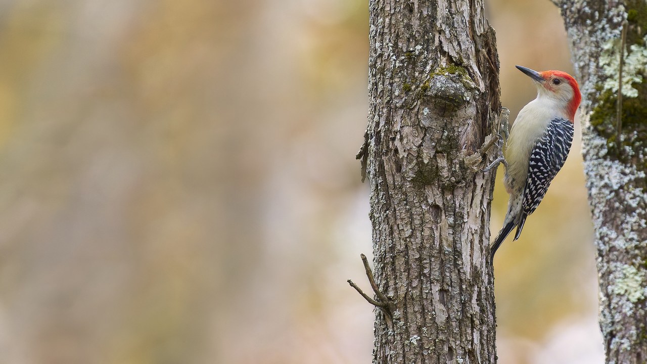Woodpecker — Image Credit: Paul Danese - CC BY-SA 4.0/Wiki Commons