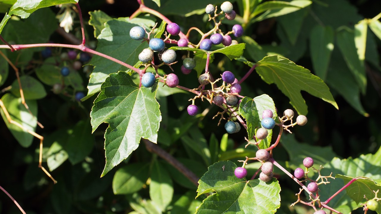 Porcelainberry — Image Credit: harum.koh from Kobe city, Japan - CC BY-SA 2.0/Wiki Commons