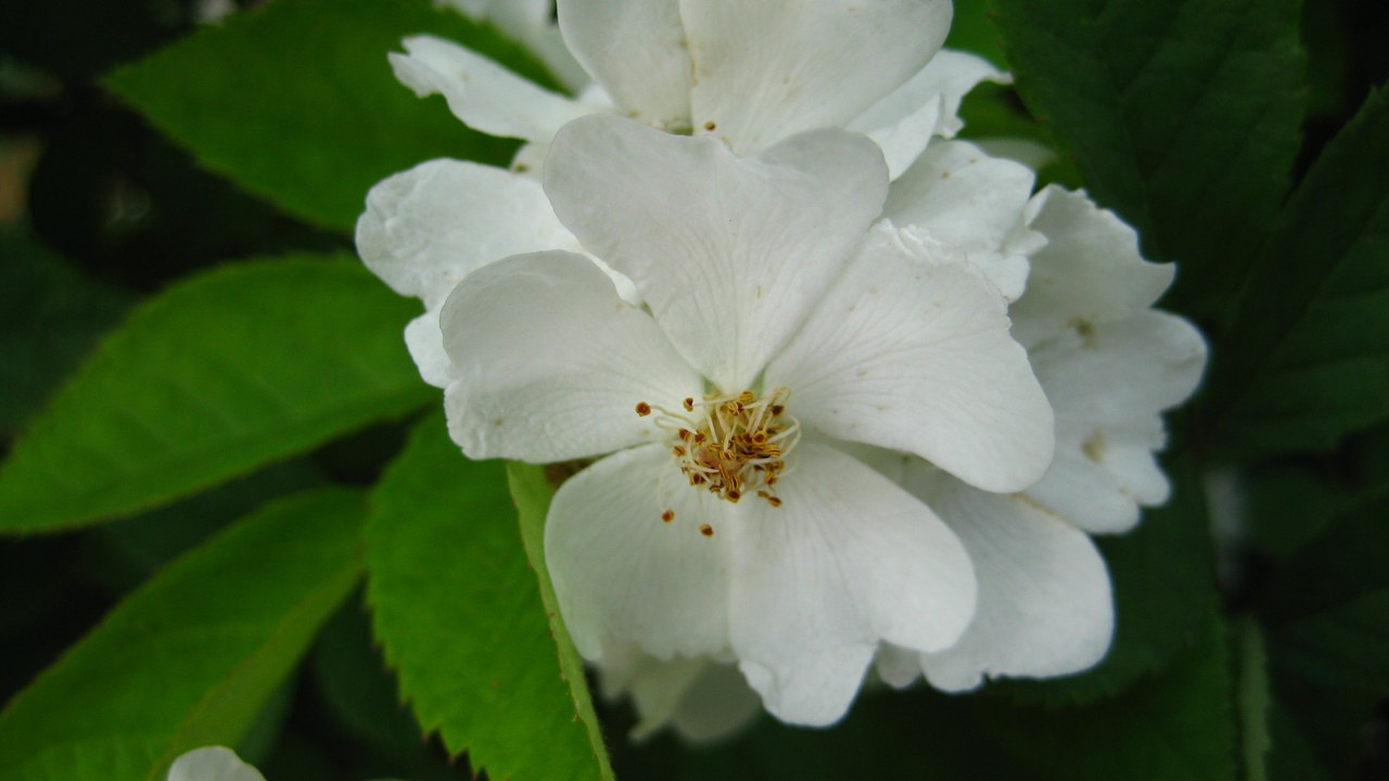 Multiflora rose — Image Credit: 清水五月 - CC BY-SA 3.0/Wiki Commons