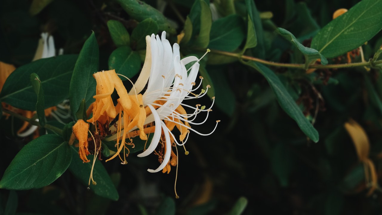Japanese honeysuckle — Image Credit: Anya Chernik from Jerusalem, Israel - CC BY 2.0/Wiki Commons