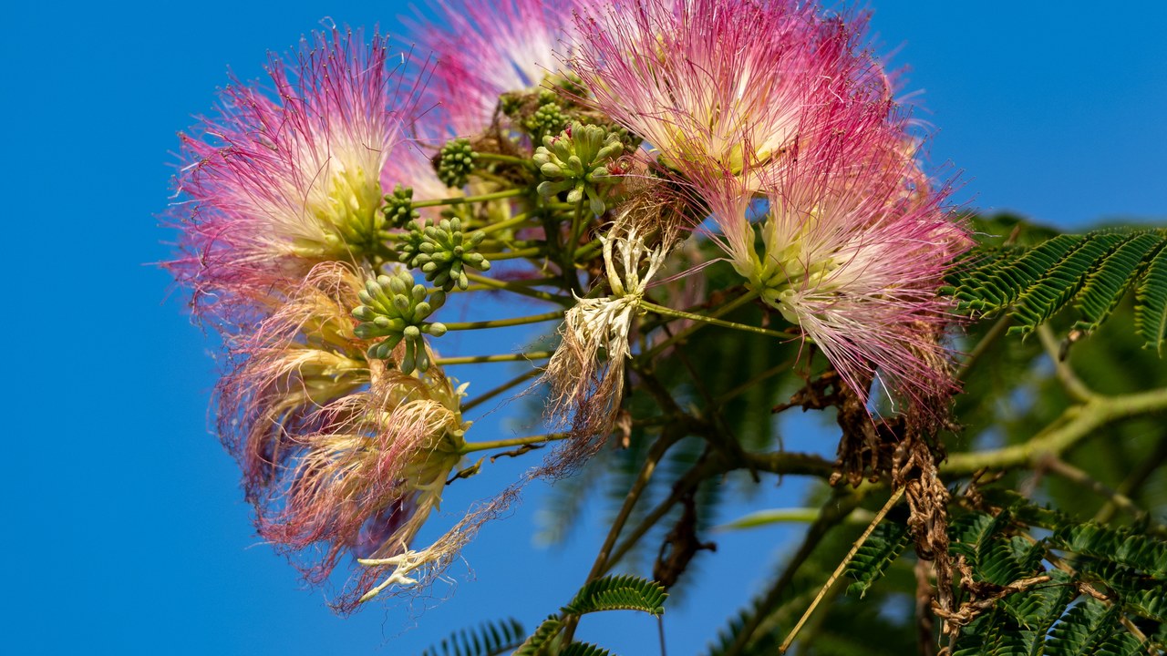 Mimosa tree — Image Credit: Chris Woodrich - CC BY-SA 4.0/Wiki Commons