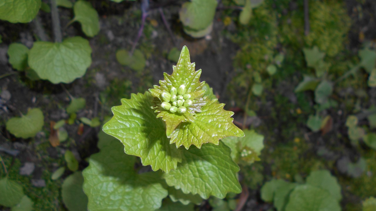 Garlic mustard — Image Credit: Salicyna - CC BY-SA 4.0/Wiki Commons