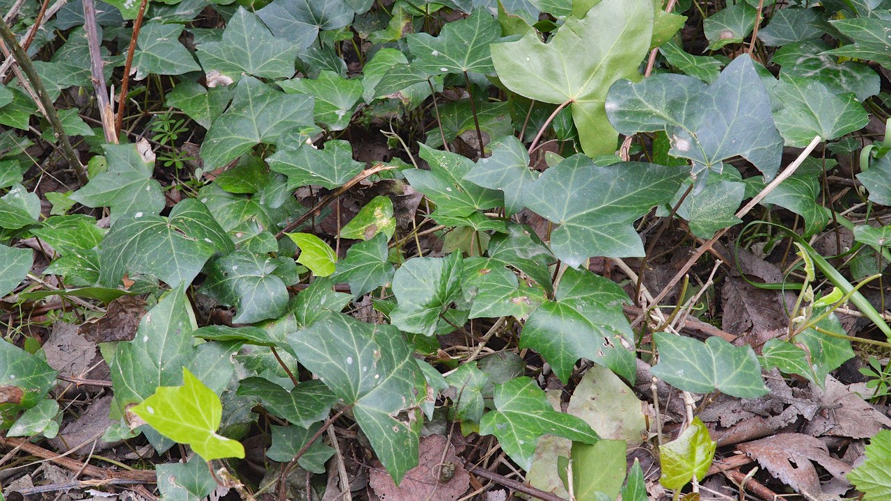 English ivy — Image Credit: Ryan Hodnett - CC BY-SA 4.0/Wiki Commons
