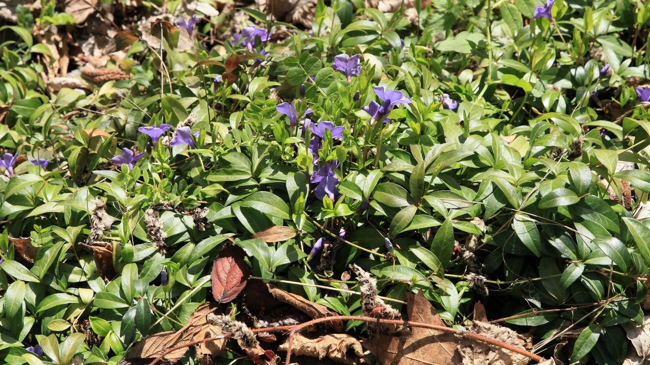Common periwinkle — Image Credit: Frank Vincentz - CC BY-SA 3.0/Wiki Commons