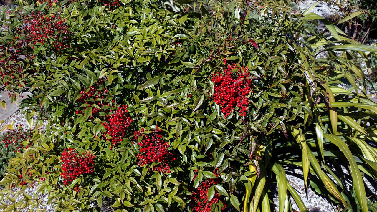 Nandina — Image Credit: Acabashi - CC BY-SA 4.0/Wiki Commons