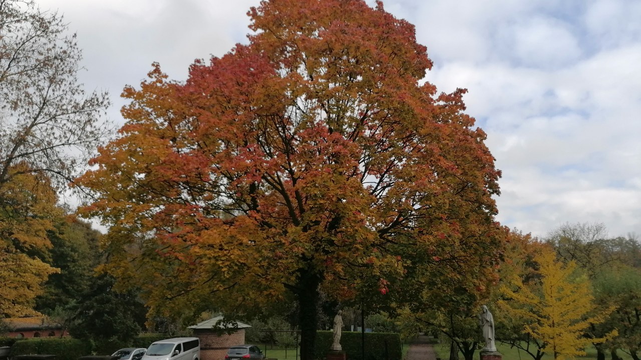 Norway maple — Image Credit: Abraham - CC BY 4.0/Wiki Commons