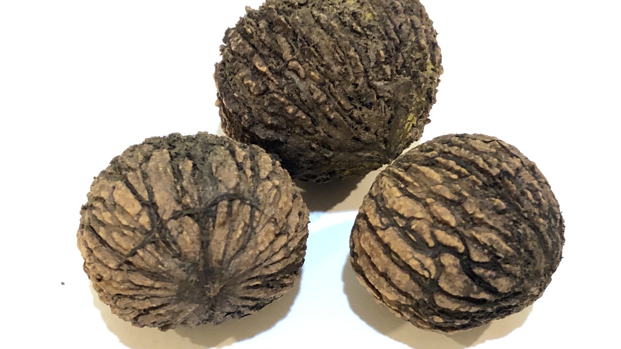 Walnuts — Image Credit: Famartin - CC BY-SA 4.0/Wiki Commons