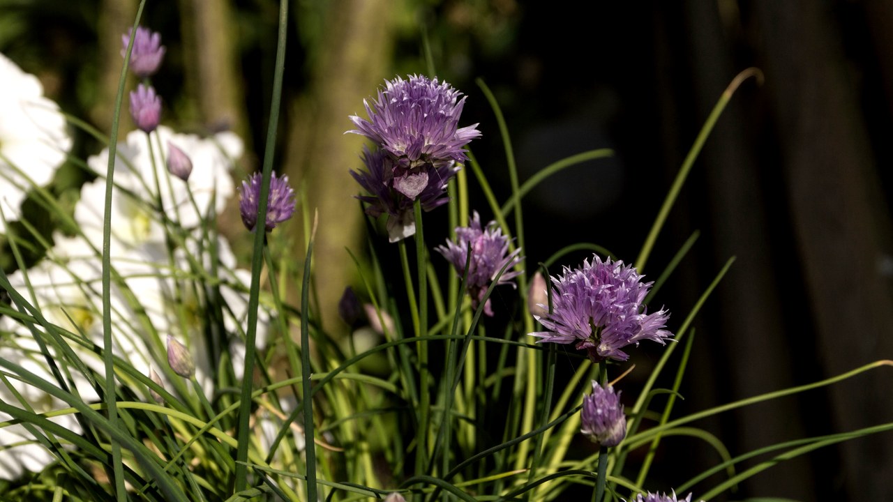 Chives — Image Credit: Paul van de Velde from Netherlands - CC BY 2.0/Wiki Commons