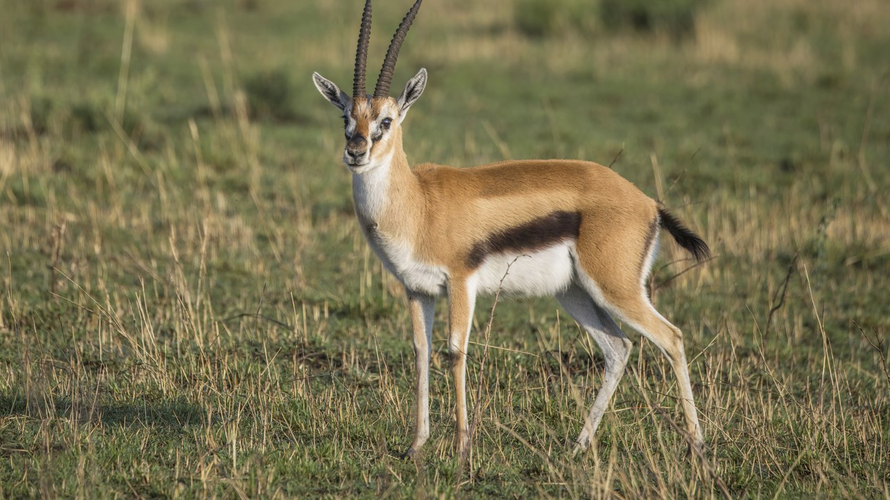 Thomson's gazelle — Image Credit: Charles J. Sharp - CC BY-SA 4.0/Wiki Commons