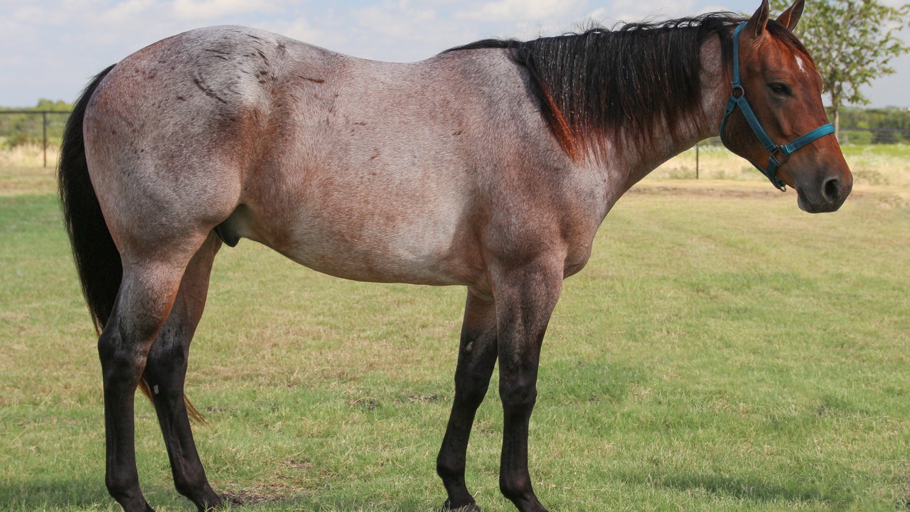 American quarter horse — Image Credit: Betty Wills (Atsme) - CC BY-SA 4.0/Wiki Commons