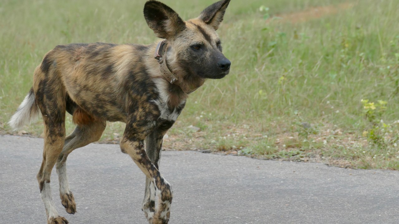 African wild dog — Image Credit: Bernard DUPONT from FRANCE - CC BY-SA 2.0/Wiki Commons