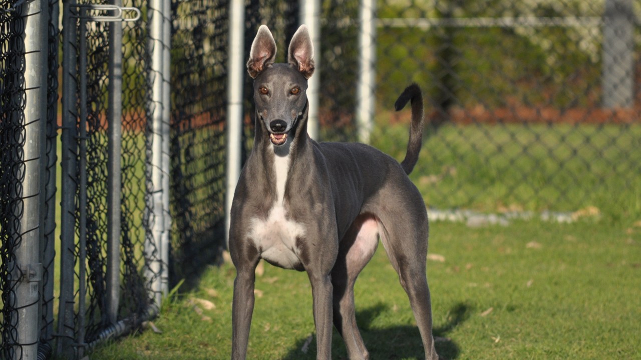 Greyhound — Image Credit: Speddie23 - CC BY-SA 4.0/Wiki Commons