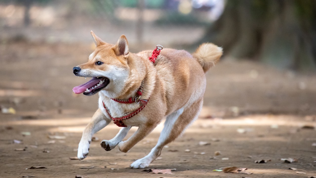 Shiba Inu — Image Credit: whity - CC BY 2.0/Wiki Commons