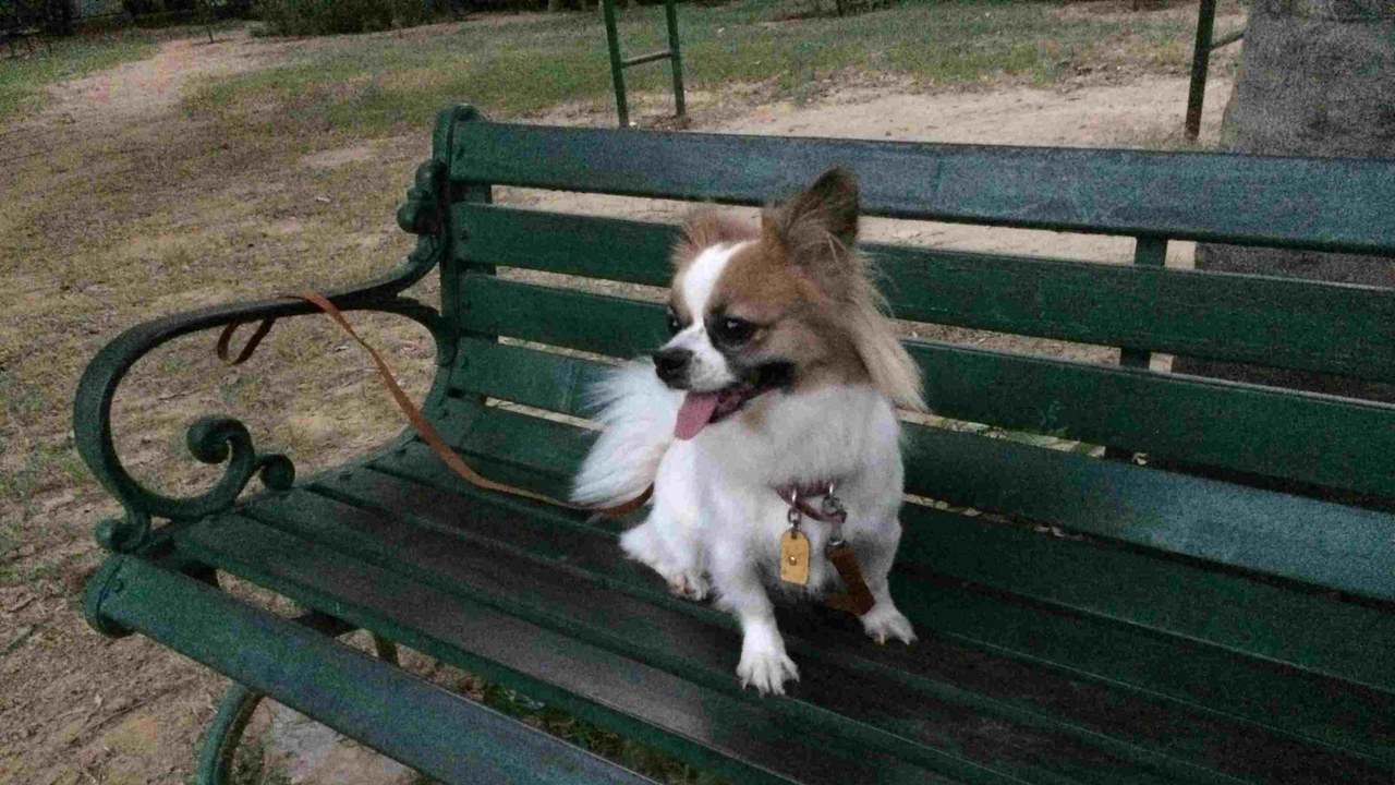 Papillon — Image Credit: Donppx - CC BY-SA 4.0/Wiki Commons