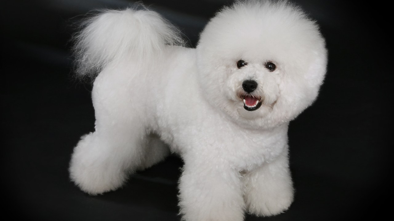 Bichon Frise — Image Credit: Heike Andres - CC BY-SA 3.0 de/Wiki Commons