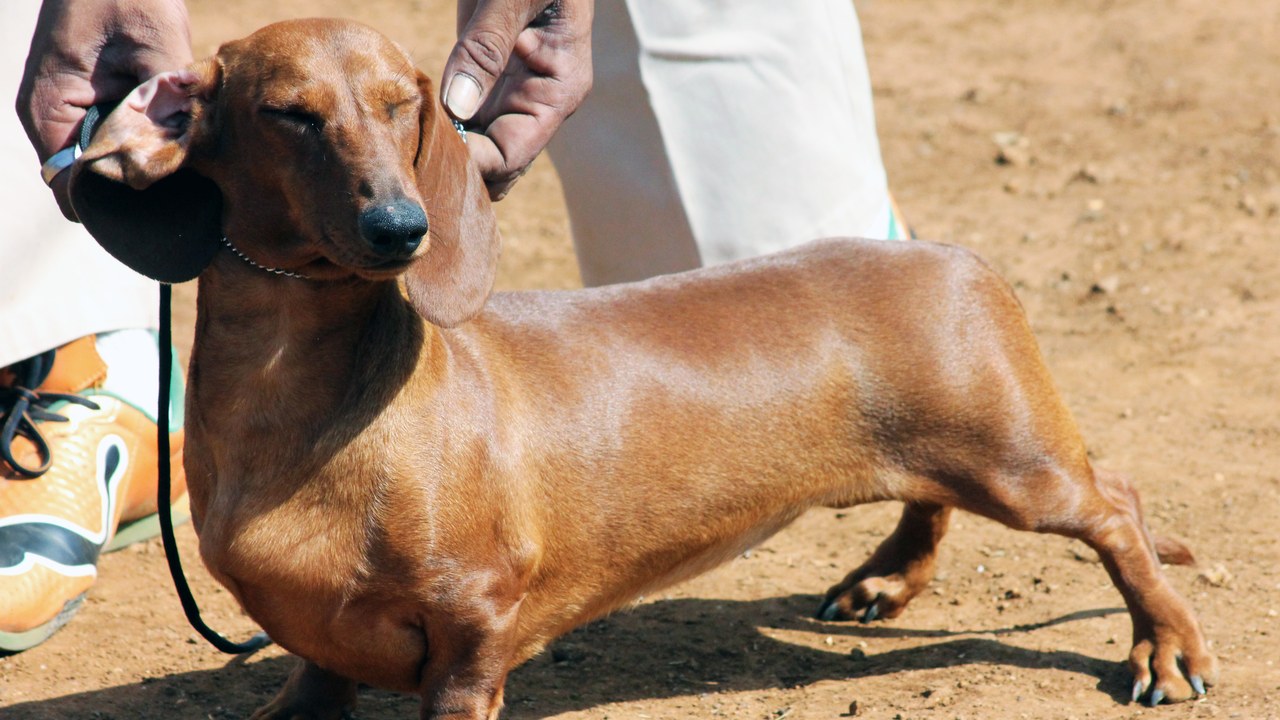 Miniature Dachshund — Image Credit: localpups - CC BY 2.0/Wiki Commons