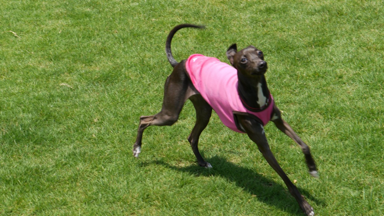 Italian Greyhound — Image Credit: 7777shark - CC0/Wiki Commons