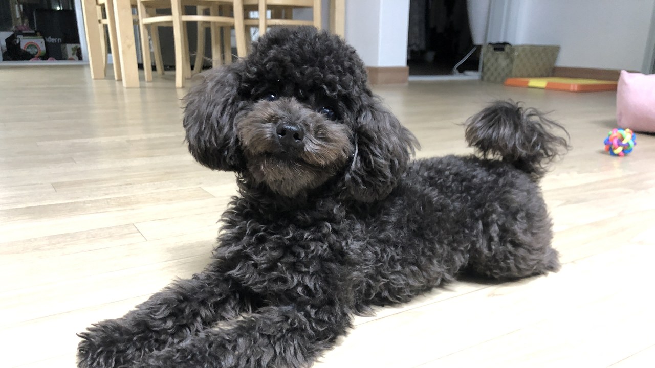 Toy Poodle — Image Credit: Choikwangmo9 - CC0/Wiki Commons