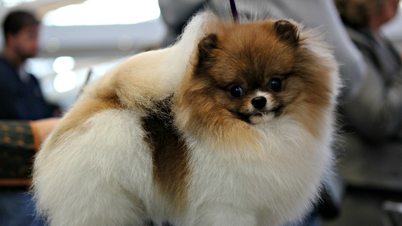 Pomeranian — Image Credit: daveynin - CC BY 2.0/Wiki Commons