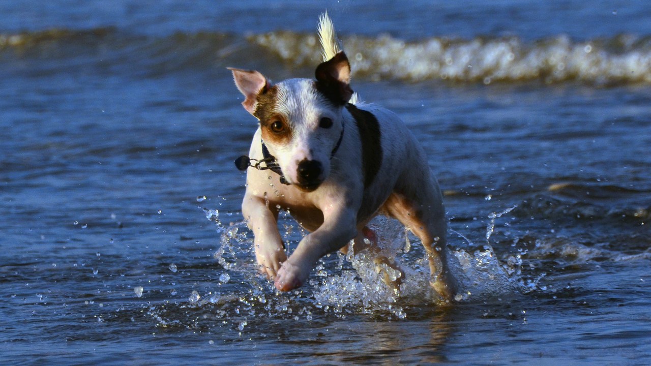 Jack Russell Terrier — Image Credit: Steve-65 - CC BY-SA 3.0/Wiki Commons