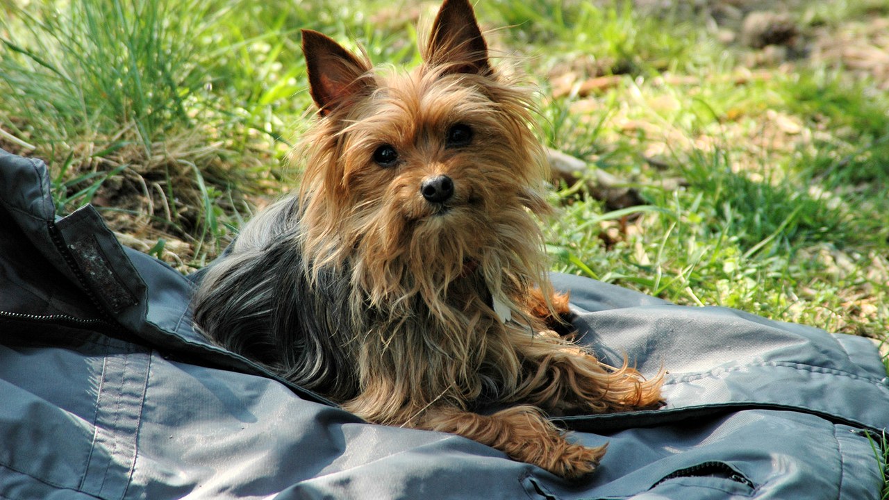 Yorkshire Terrier — Image Credit: Goldmull - CC BY-SA 4.0/Wiki Commons