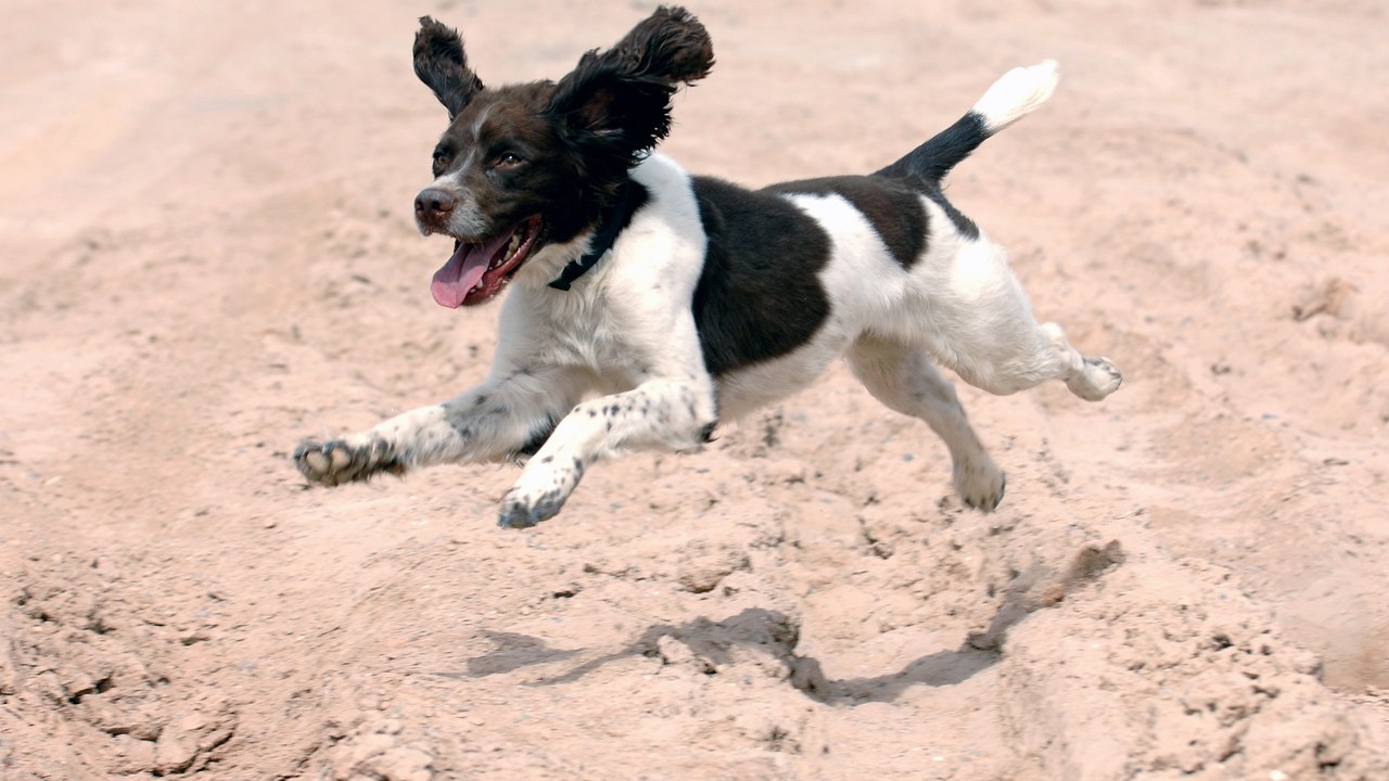 English Springer Spaniel — Image Credit: Cpl Ian Houlding - OGL 3/Wiki Commons