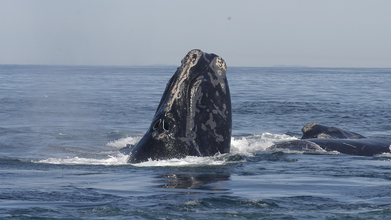 North Atlantic right whale — Image Credit: Moira Brown and New England Aquarium - Attribution/Wiki Commons