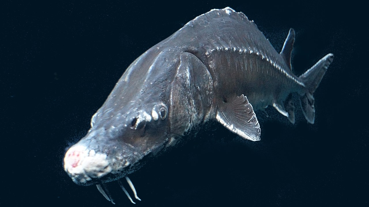 Atlantic sturgeon — Image Credit: Pierre André Leclercq - CC BY 4.0/Wiki Commons