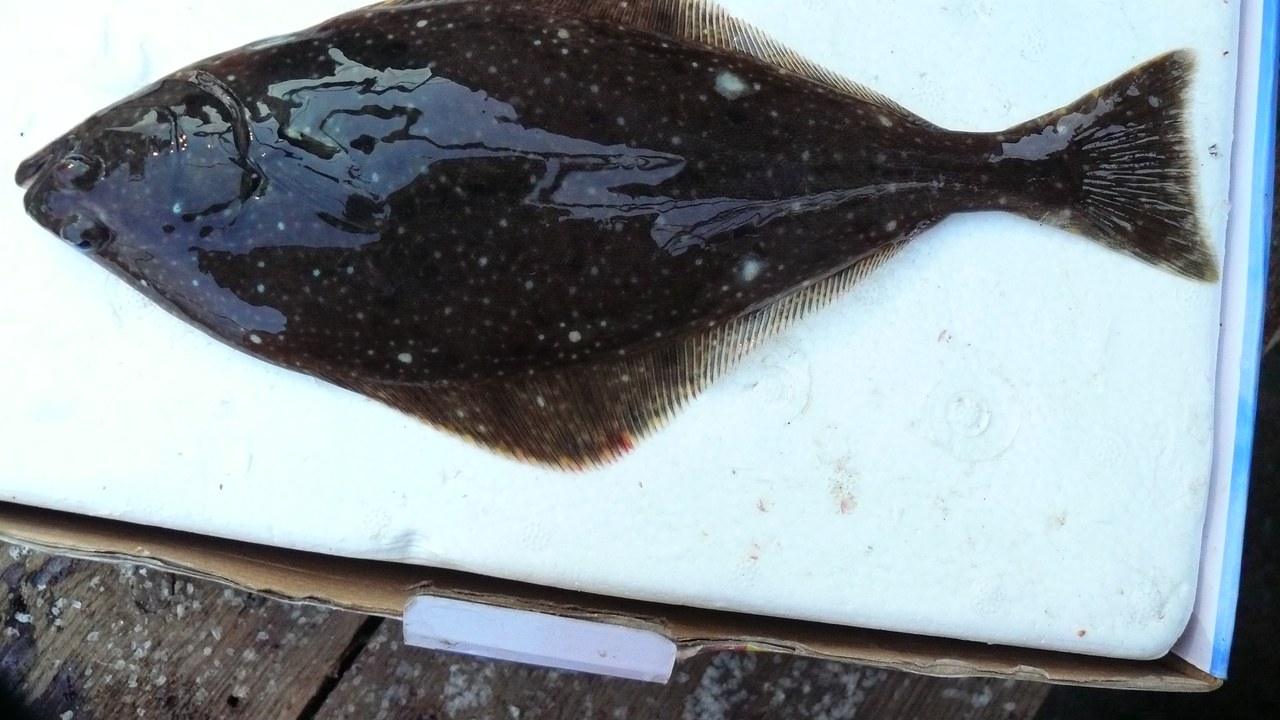 Pacific halibut — Image Credit: Баранчук-Червонный Лев - CC BY-SA 3.0/Wiki Commons