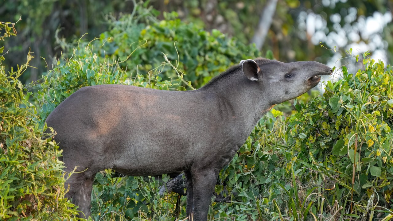 South American tapir — Image Credit: Giles Laurent - CC BY-SA 4.0/Wiki Commons