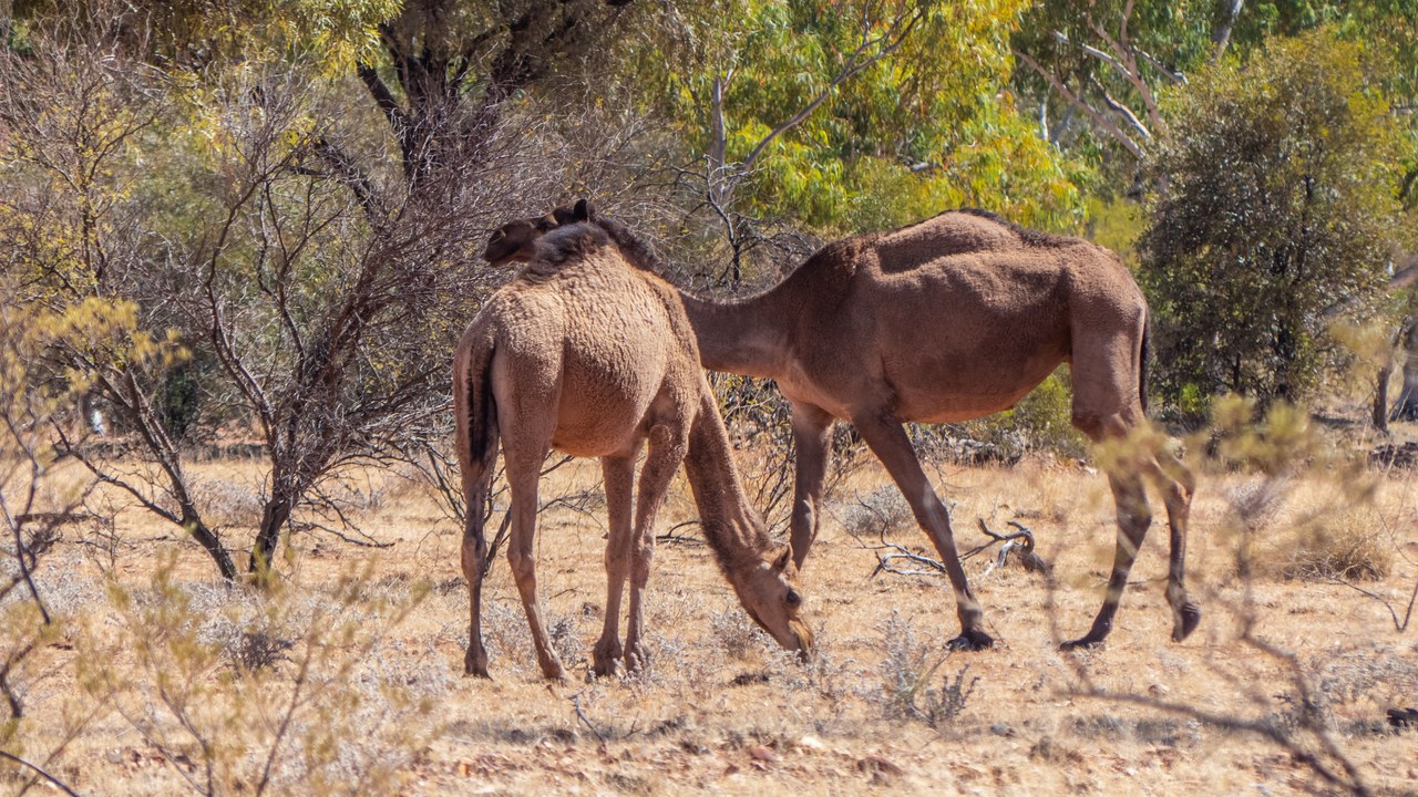 Dromedary camel — Image Credit: John Robert McPherson - CC BY-SA 4.0/Wiki Commons