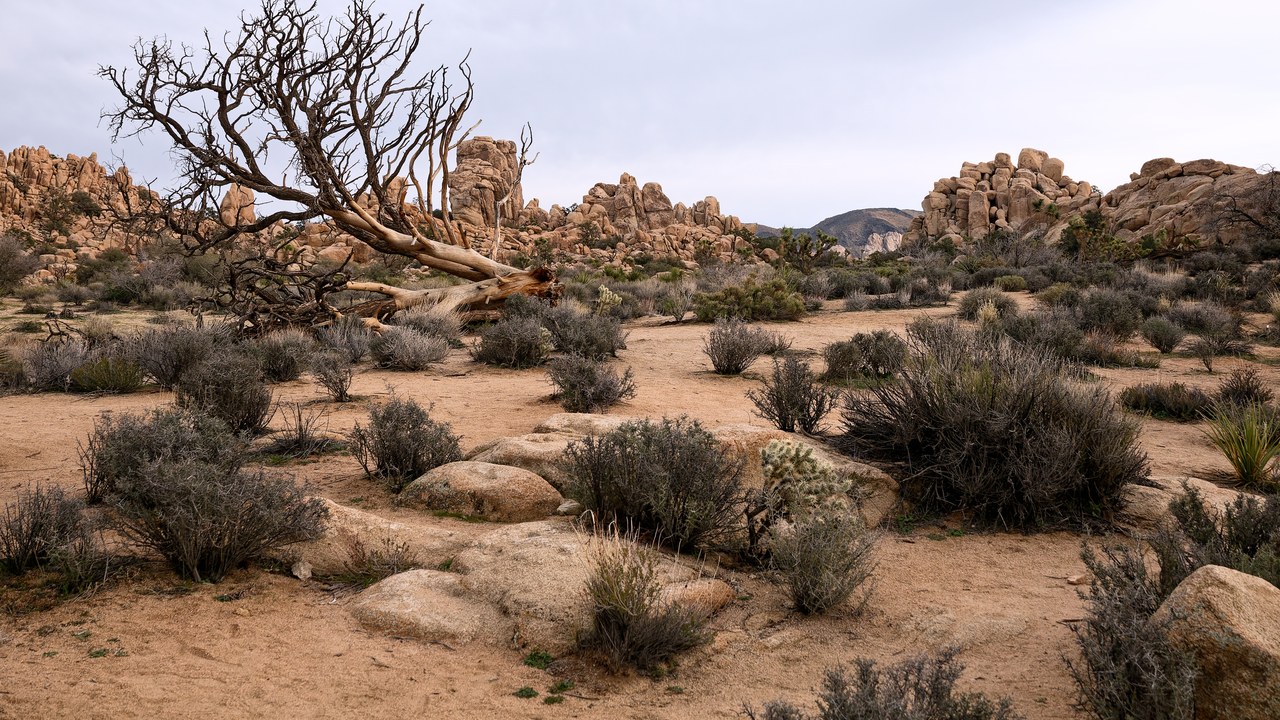 Joshua Tree National Park — Image Credit: Laurens R. Krol - CC BY 4.0/Wiki Commons