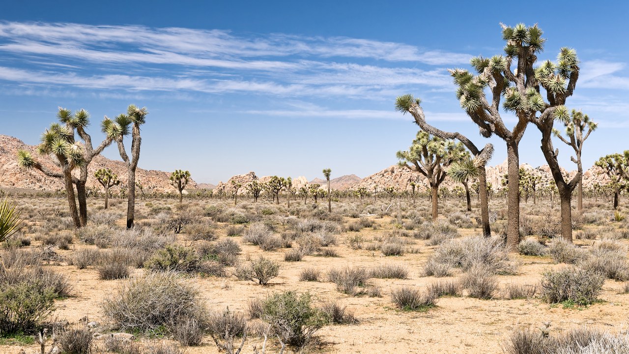 Joshua Tree National Park — Image Credit: Laurens R. Krol - CC BY 4.0/Wiki Commons