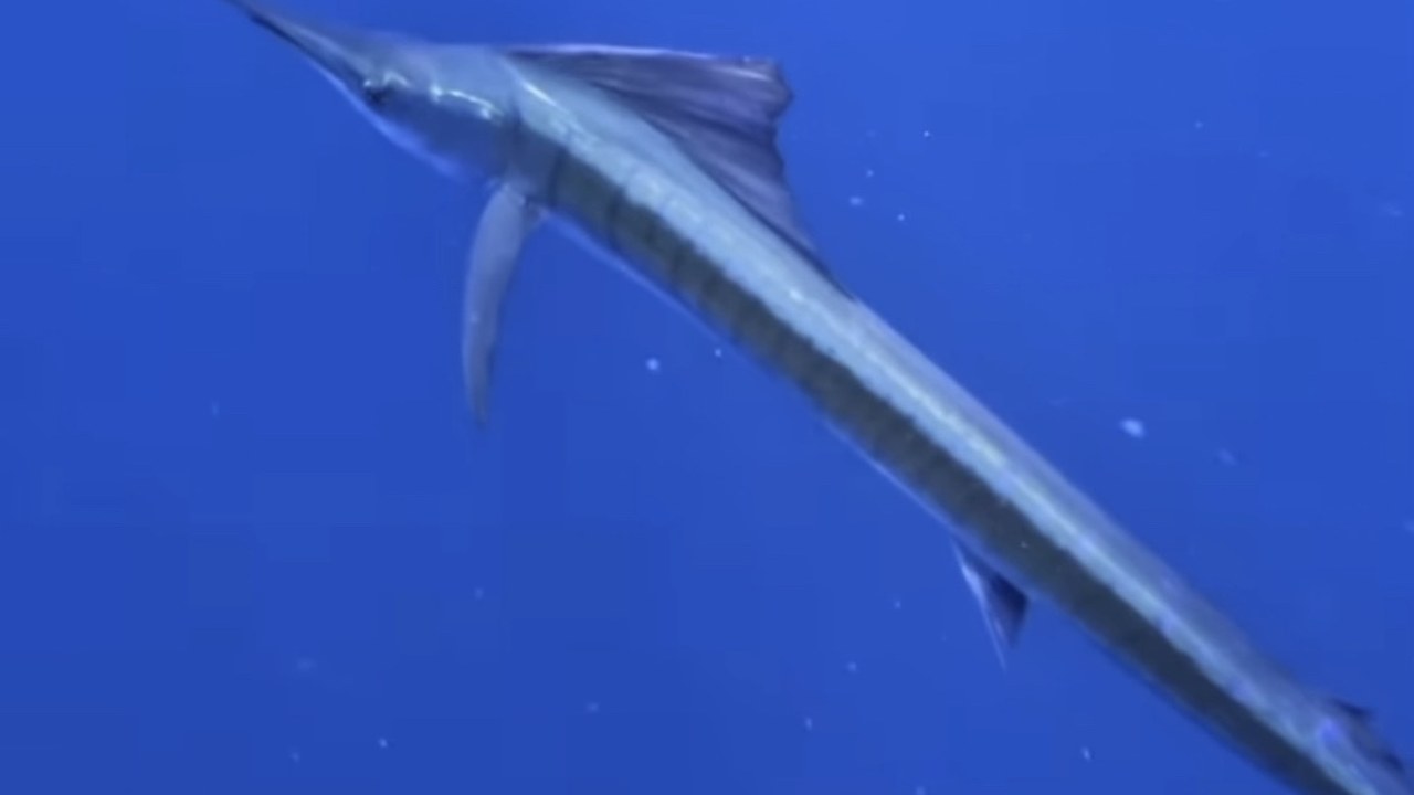 Sailfish — Image Credit: Vsevolod - CC BY 4.0/Wiki Commons