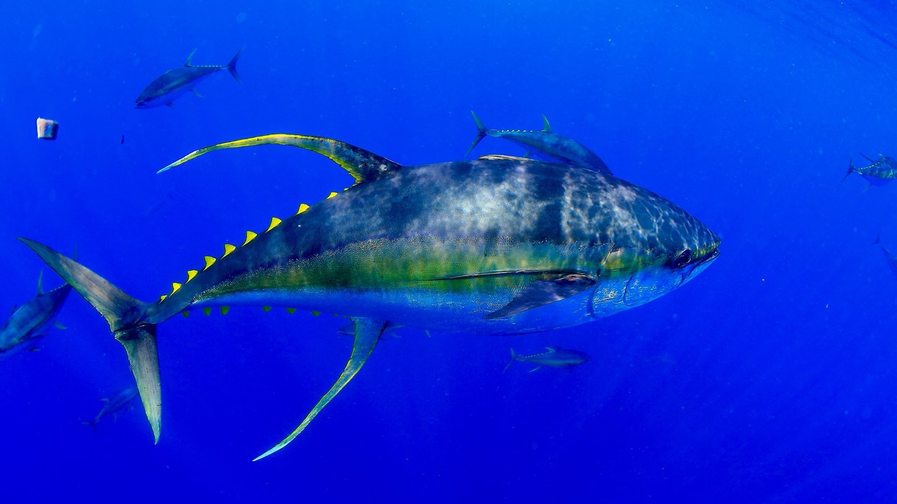 Yellowfin tuna — Image Credit: Almcglashan - CC BY-SA 4.0/Wiki Commons