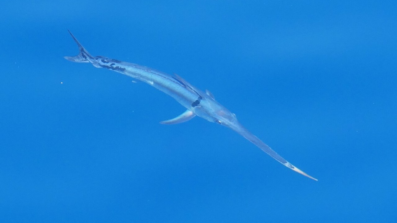 Swordfish — Image Credit: sylvain_eichhorn - CC BY 4.0/Wiki Commons